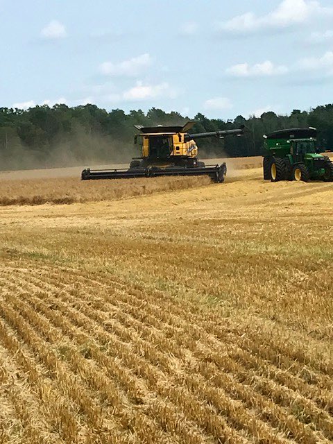 Cribit Seeds tweet media