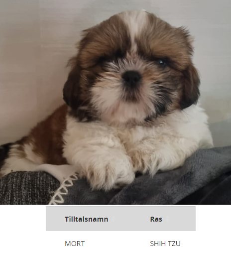 I've mentioned before that I read every message, DM, post, etc. Sometimes they are very kind and heartwarming which is always awesome. But today's is a new kind of smile.

A player named their new puppy Mort! So there is officially a Mortdog out there. Isn't he cute?