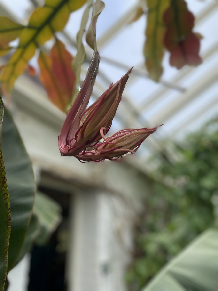 The Queen of the Night is ready to flower ! Originating from the rain forests of central America, this sweet-smelling cactus is a rare find and an even rarer sight to see bloom, as the flower will only appear during one night of the year.