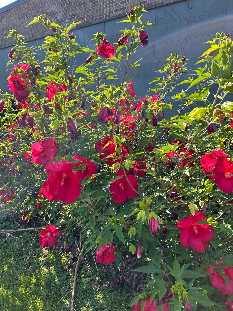 Just one of many beautiful #hofviews, these amazing blooms outside the School of Medicine 😍 <a href="/HofstraU/">Hofstra University</a> <a href="/ZuckerSoM/">Zucker School of Medicine</a>