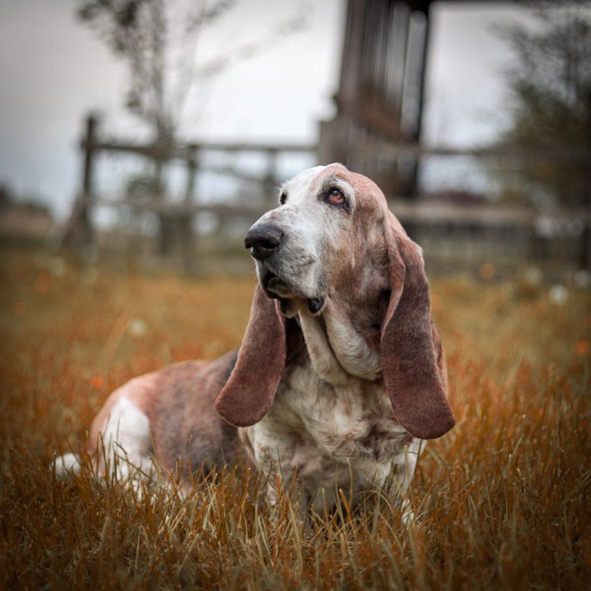I get so many followers saying that they don't see my tweets anymore

Can you please do me a favour?

If you follow me, and you see this tweet, can you please retweet it?

 To make it more worth sharing, here's one of my fave pics, Duffy in a field
