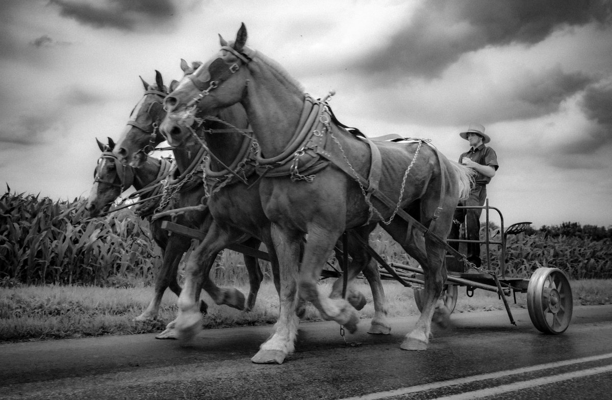 Moving from one section of the #farm to another #amish #farmer #35steelrim  <a href="/LeicaCameraUSA/">Leica Camera USA</a> #m11m #m11monochrom #leica #Pennsylvania  #retro #lancaster #lancasterpa #amishcountry
  #leicacamera #leicacam  #bnw  #bw #blackandwhitephotography  <a href="/leica_camera/">Leica Camera AG</a> #mandler <a href="/LeicaSociety/">Leica Society International</a>