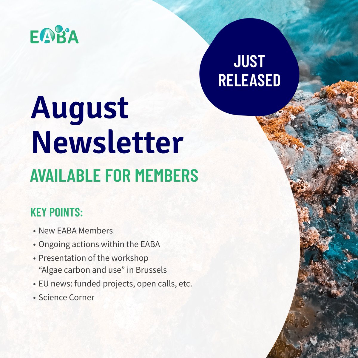 The summer newsletter has arrived! ☀️ Every 3 months, EABA provides its members with a comprehensive summary of the news from the world of algae. ➡ dear members, check your emails soon and enjoy 🤗 #algae #microalgae #seaweed #biomass #research #innovation #science