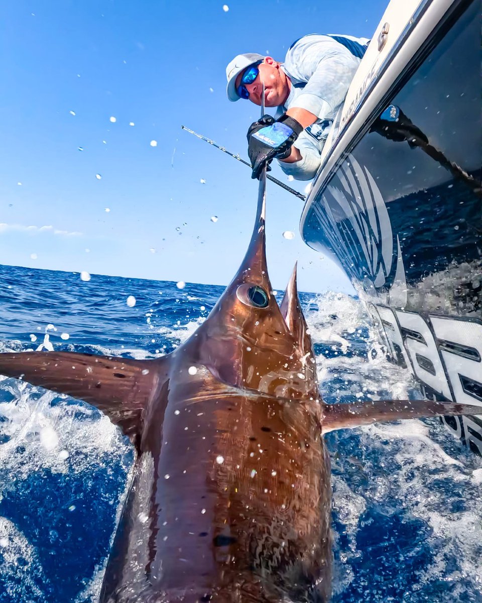 BillfishReport's tweet image. Monaco - Swordfish I went 3-3 on Swordfish. #Swordfish