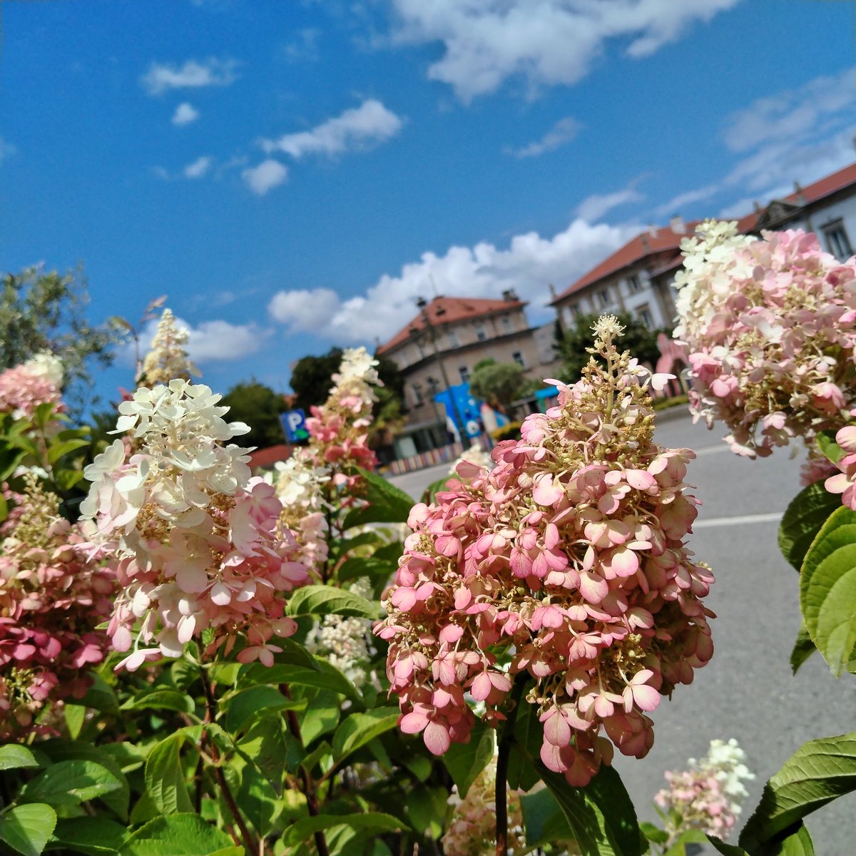 More roadside #flowers

Remind me of delphinium but I haven't the foggiest

#naturePhotography
#streetPhotography
#urbanPhotography