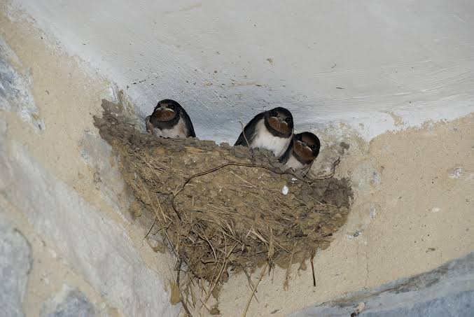 ZeroELVS's tweet photo. Hoy descubrí a estos pequeños en una pared de mi patio https://t.co/M3tasSxtOp