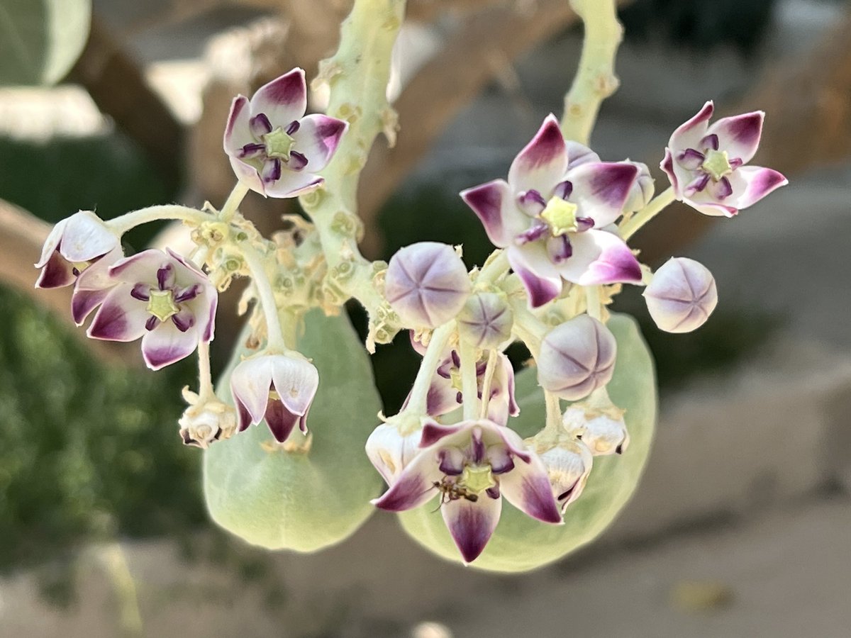 dr_pariissa's tweet photo. #Calotropis https://t.co/964eOO7DbB
