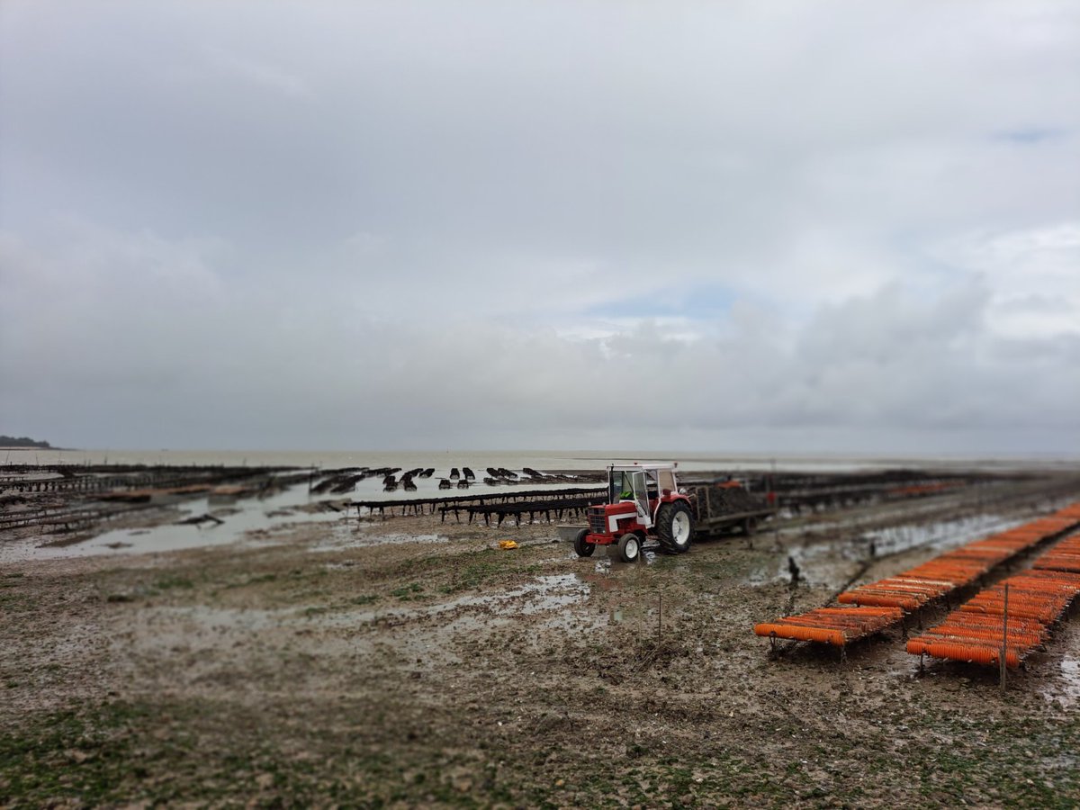 HildeStuyck's tweet photo. Vandaag een van de zovele forten van Napoleon bezocht: Fort Enet. Ligt op een half uur wandelen in zee. Weg er naartoe wordt omgeven door oesterbanken. Scheuren in het fort worden jaarlijks opgemeten ter controle. Streek is aardbevinggevoelig.
#forten #Napoleon #Fouras #Charente https://t.co/epPkxDw7Vx