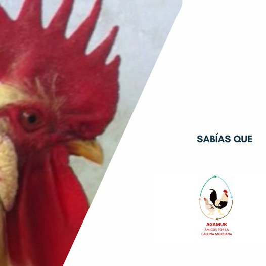 ¡Conoce las características que distinguen al gallo y la gallina en función de su morfología! 🐓🐔
agamur.eu/patron-racial/