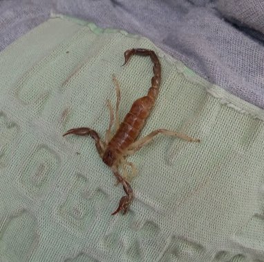 flore_mza's tweet photo. #Taxojueves #venenosos

Alacrán maipucino

Flia Bothriuridae https://t.co/EkDTFBjpfl