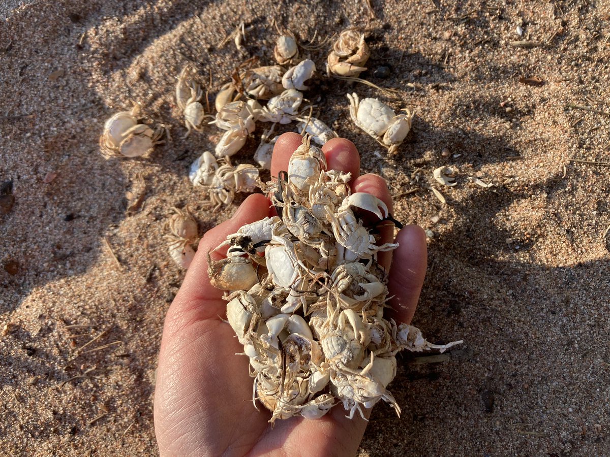 Löysin Hankoniemen länsipuolella lyhyeltä rantapätkältä 76 kpl liejutaskurapuja, joka on vieraslaji Itämeressä. Teethän havaintoilmoituksen Lukeen tai vieraslajit.fi -sivustolle, jos löydät näitä. 

#liejutaskurapu #vieraslaji #hanko #itämeri