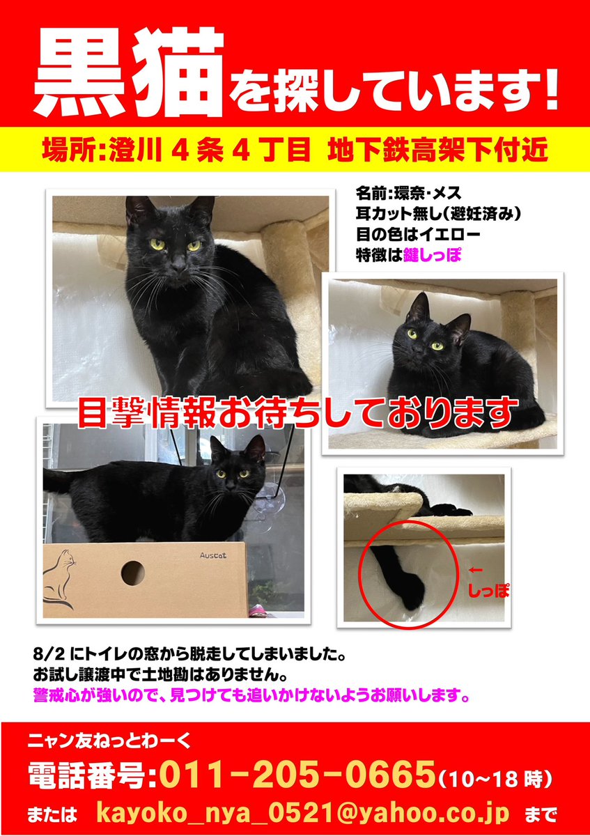 澄川4条4丁目　地下鉄高架下付近からトライアル中の猫が脱走しました。
目撃情報などありましたらお知らせ下さい。

#猫を探しています
#迷子猫
#札幌市
#南区