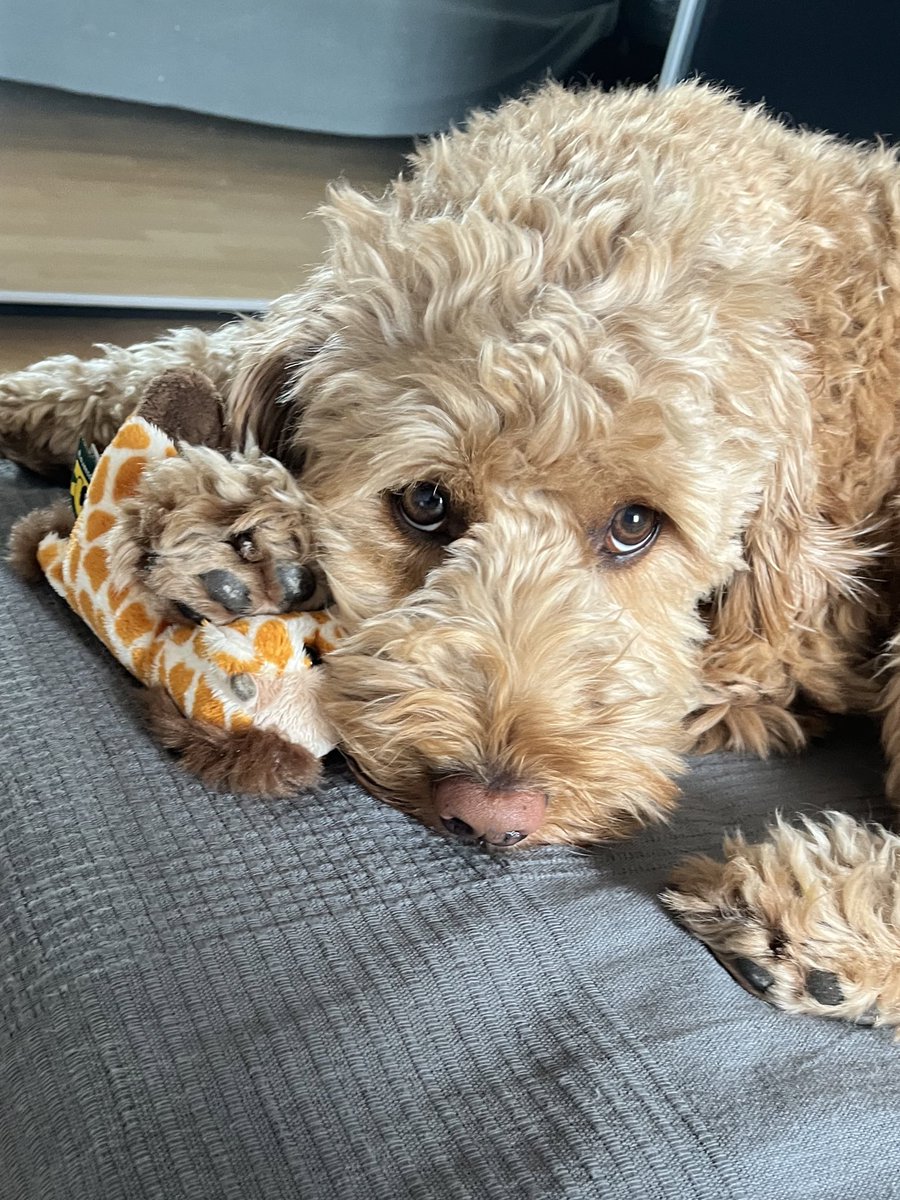 TrajanTosev's tweet photo. Meine Liebessprache: Sei lieb zu meinem Hund und sag mir, wie süß er ist 🫠 https://t.co/1wvNg8bnkT