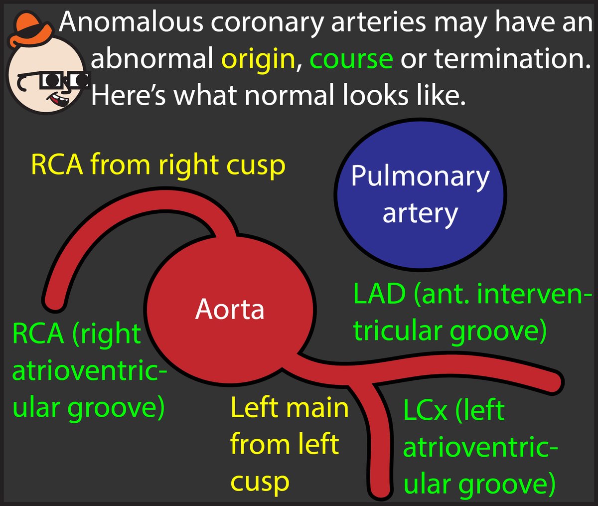 StefanTigges's tweet photo. 2/5 This week, we’ll learn about coronary artery anomalies. Here’s a harmless anomaly. If you’d like to learn how to read Chest X-rays, check out my free online interactive comic: https://t.co/xhAMW41QCh https://t.co/PP7cFQSpjd
