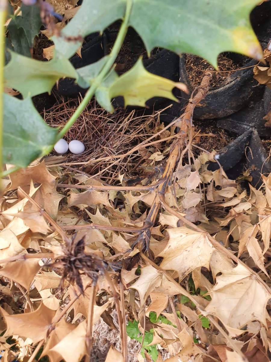 TeamLondonBdg's tweet photo. If anyone is pondering why there’s a dry patch in our newly replanted #livingwall - here are the feathered culprits 😊🥚

Along with partners @ScotscapeWalls + @GSTTCharity we’re very happy to wait until this pigeon family have flown the nest. All in the name of #biodiversity! 💚 https://t.co/3itJnfsudz