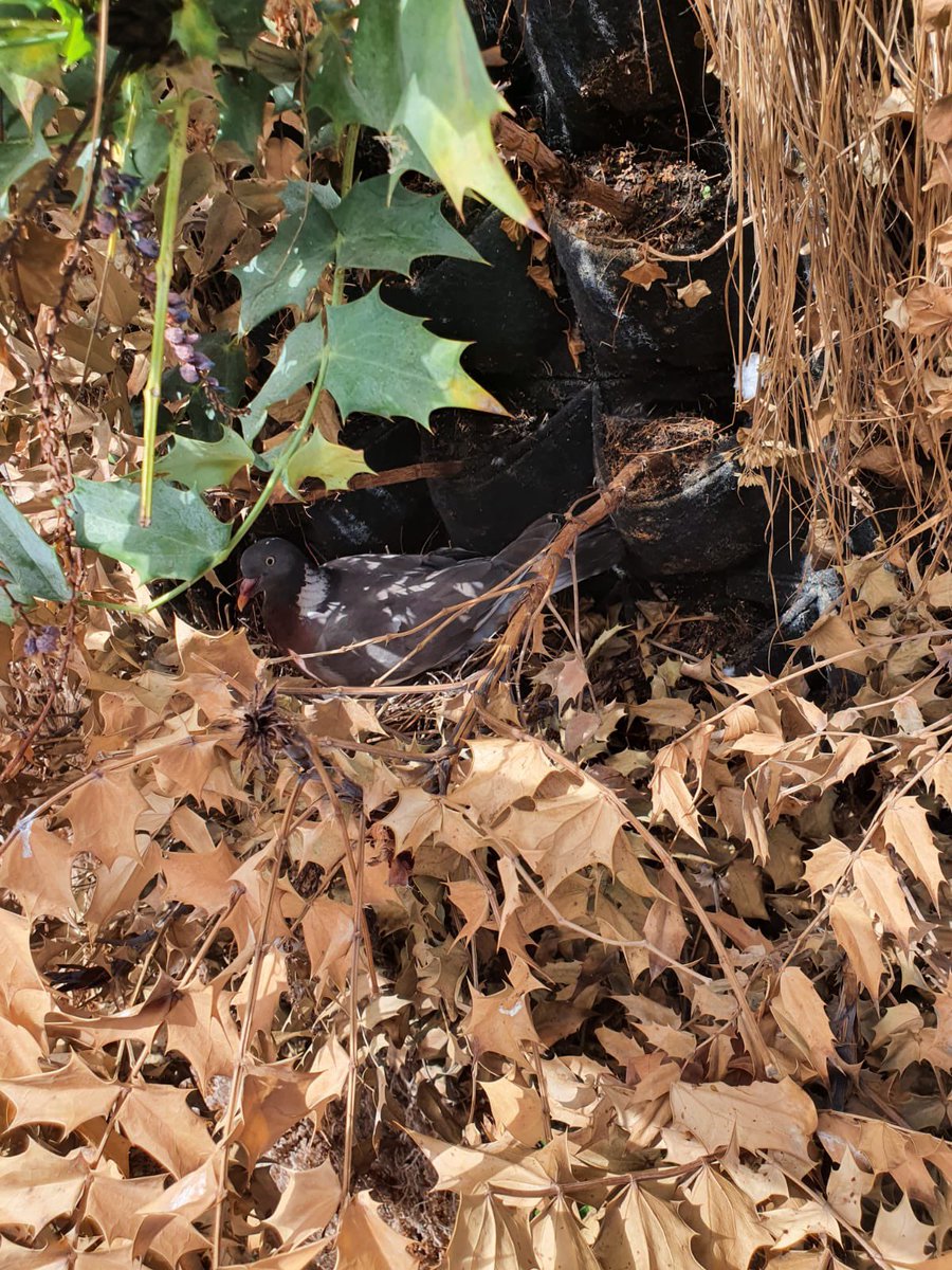 TeamLondonBdg's tweet photo. If anyone is pondering why there’s a dry patch in our newly replanted #livingwall - here are the feathered culprits 😊🥚

Along with partners @ScotscapeWalls + @GSTTCharity we’re very happy to wait until this pigeon family have flown the nest. All in the name of #biodiversity! 💚 https://t.co/3itJnfsudz