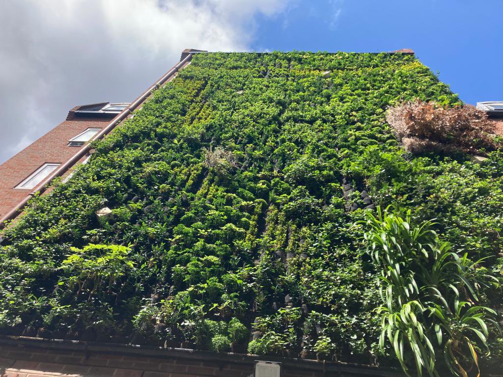 TeamLondonBdg's tweet photo. If anyone is pondering why there’s a dry patch in our newly replanted #livingwall - here are the feathered culprits 😊🥚

Along with partners @ScotscapeWalls + @GSTTCharity we’re very happy to wait until this pigeon family have flown the nest. All in the name of #biodiversity! 💚 https://t.co/3itJnfsudz