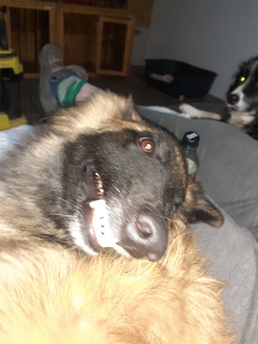 Jaye_Arch's tweet photo. @Mae_Westside I am so sorry. Completely lost track of Twitter. But dog tax must be paid. https://t.co/chIumQmbtQ