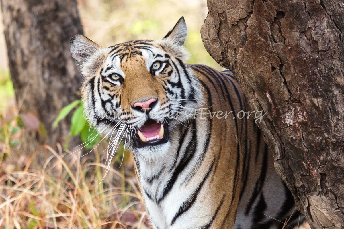 Tigers4Ever2010's tweet photo. This week why not do something completely different &amp; #Amazing for wild #Tigers by joining our Team? Take a peek at our latest vacancies here: https://t.co/9ziAhboJ1h we're  looking forward to meeting you soon! #ThursdayMotivation https://t.co/rURii8b7HR