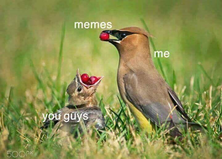 aimlevel tweet media