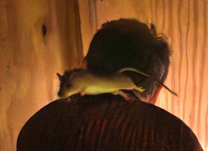 FO_Woolverton's tweet photo. Last week I met a rat in a horse barn at Fourth Rock Stables in Hoke County NC, and the rat ran up my arm and jumped away.

Here's the story on the thousands of rats that have overrun homes and farms near Lumber Bridge NC

https://t.co/VJpLAlk2xt

And can the #ncga help?
#ncpol https://t.co/MTbx4oLVFp