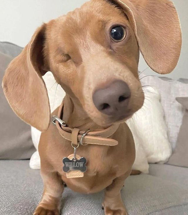 Dachshund Community(USA) tweet media