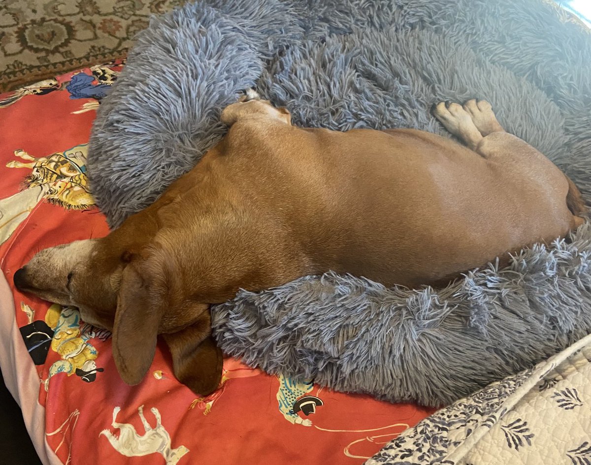 nwhitmore's tweet photo. ⁦@BassetBuck⁩ Stella Bean sleeping style; using only part of his bed and with his ears back!   Mr. Peanut is a sleepy puppy! https://t.co/YtS01uPgCu