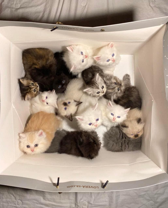 DontShowYourCat's tweet photo. got some shopping done today https://t.co/pNxCzwRcob
