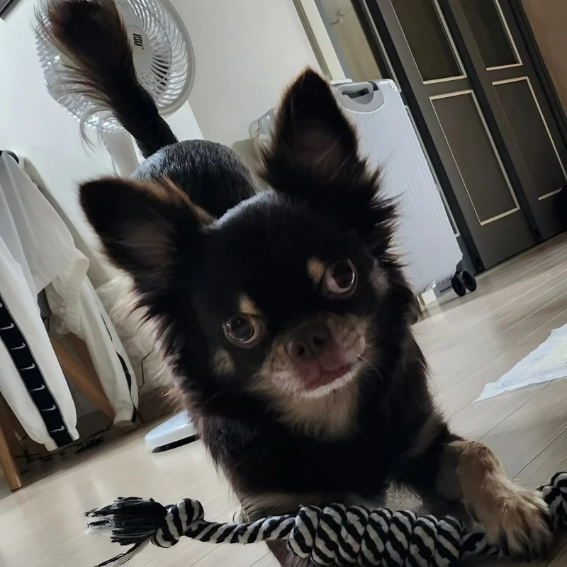 jaco_wacko's tweet photo. 警告です！ほとんどの獣医はこれらの犬種は飼うには危険すぎるという意見です😧見かけても近づかないようにしましょう❗