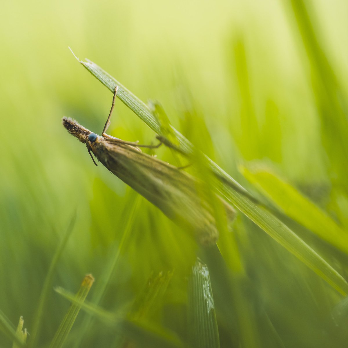 Een blauwooggrasmot. Ja, blauwe ogen. Gras. Mot. Check ✔️ Gave camouflage-snuit heeft deze. 📷