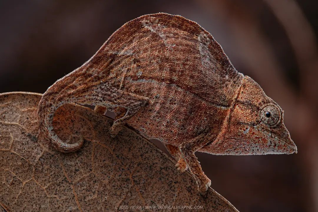 Elongate Leaf Chameleon (Palleon naseus), from Ranomafana, Madagascar. 
•
© 2023. Jose Vieira.