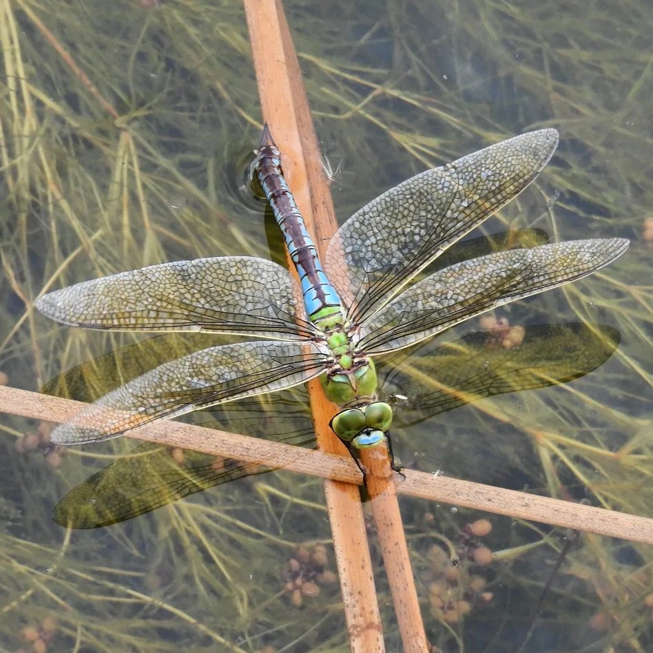 Beautiful #emperordragonfly laying her eggs @RSPBSaltholme