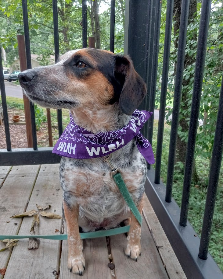 Violet knows she's impeccably dressed in her bandanna from <a href="/WLRH_893FMHD/">WLRH-89.3FM/HD</a>.