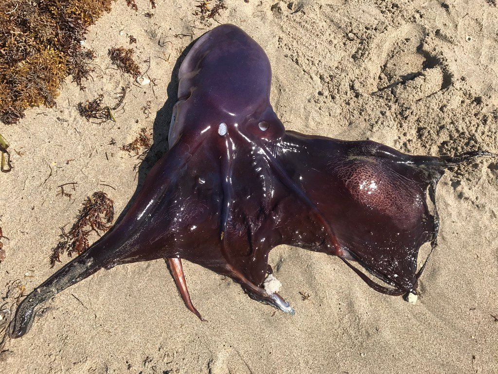 Blanket Octopus Vs Man O War