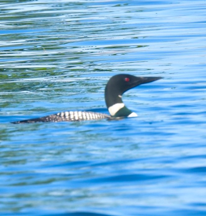 PeggyGierhart's tweet photo. Went kayaking with this beauty today in Minocqua. Stayed pretty close to me for awhile. Common Loon. #loon #minocqua #wisconsinbirds #birding https://t.co/CB0qj7elDq