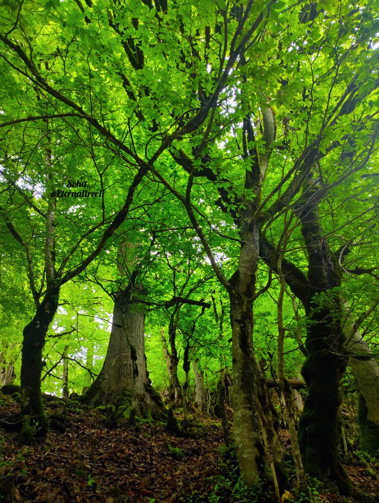 Eternaltree1's tweet photo. Secret places in the forest 💚

#savetrees #saveforests
#hyrcanianforests
#NaturePhotography https://t.co/GkUtMImp9b