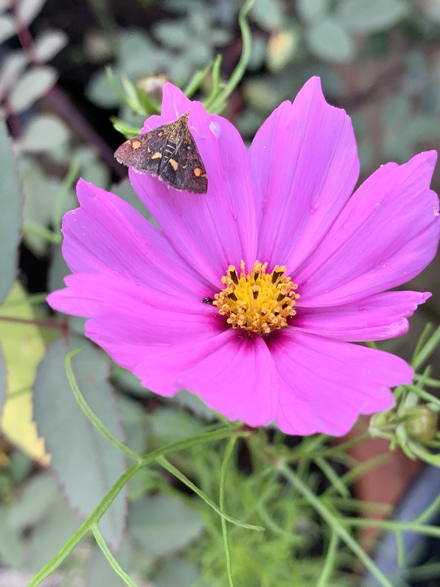 Butterflies and moth #pollinators #Butterflies #moth #garden