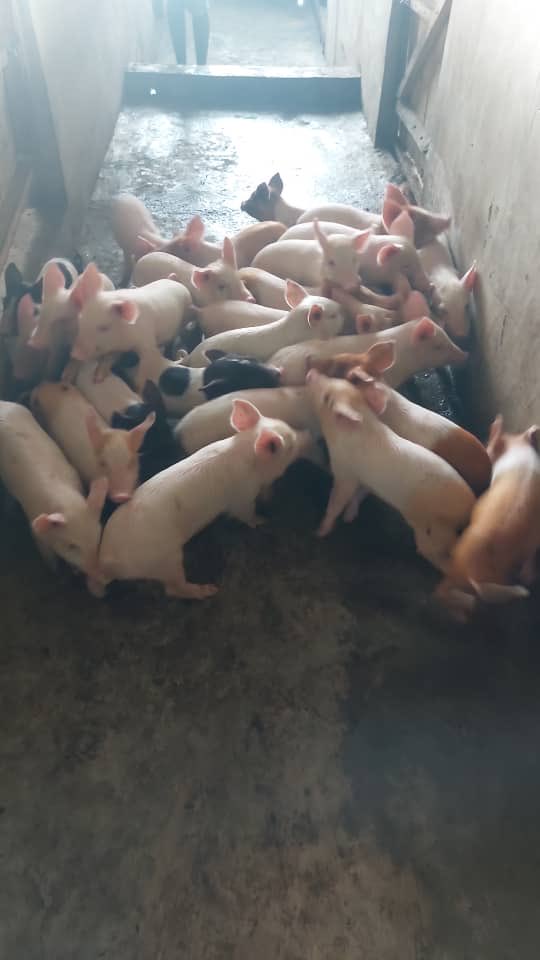 BlueRoofPigs's tweet photo. Busy day at the farm today. Injections, births and weaning.

Meet prolific Ediot who’s sired over 150 piglets in 5 months. 

These are his offsprings; some weaned last month and new set weaned today.

No more titties for them. 😂

Looking to start your own farm? 

☎️ 07088105473 https://t.co/I9Qkcd8ej7