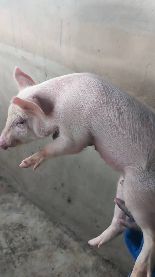 BlueRoofPigs's tweet photo. Busy day at the farm today. Injections, births and weaning.

Meet prolific Ediot who’s sired over 150 piglets in 5 months. 

These are his offsprings; some weaned last month and new set weaned today.

No more titties for them. 😂

Looking to start your own farm? 

☎️ 07088105473 https://t.co/I9Qkcd8ej7