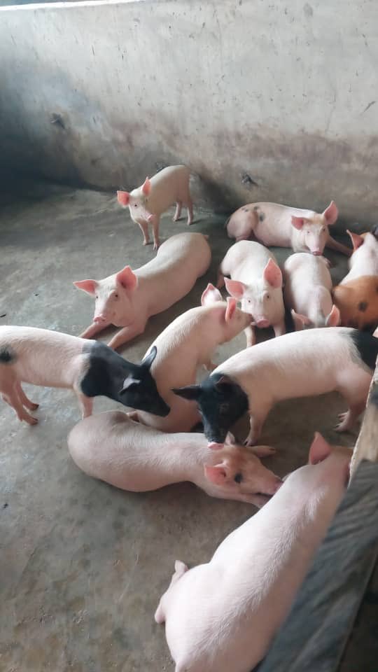BlueRoofPigs's tweet photo. Busy day at the farm today. Injections, births and weaning.

Meet prolific Ediot who’s sired over 150 piglets in 5 months. 

These are his offsprings; some weaned last month and new set weaned today.

No more titties for them. 😂

Looking to start your own farm? 

☎️ 07088105473 https://t.co/I9Qkcd8ej7