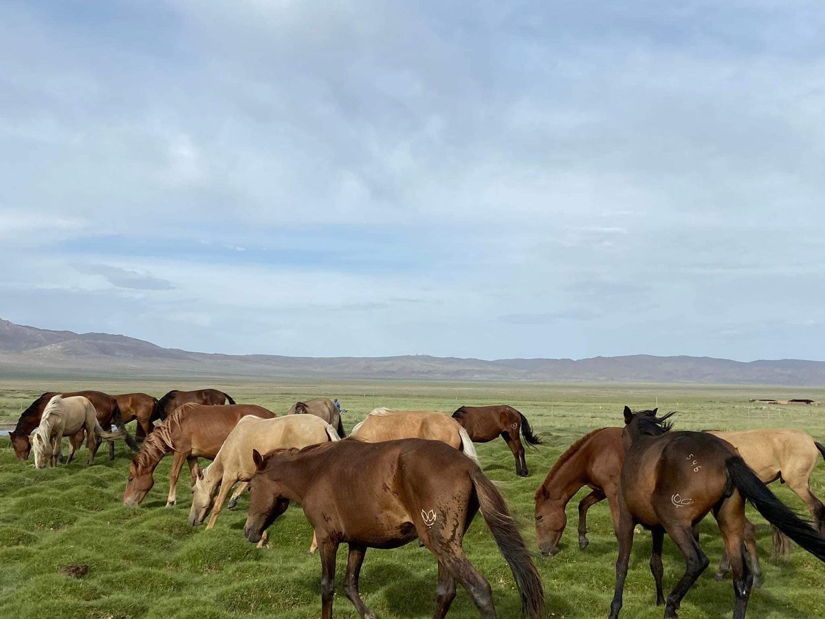 Ид шидийн орон Говь-Алтай төсөлд маань “Макс”группын ерөнхийлөгч, Хөдөлмөрийн баатар, Тод манлай уяач ах дүү хоёр Дагвадоржийн Ганбаатарын бэлэглэсэн 20 тооны Макс угшлын хурдан морьдыг бид зарж борлуулан төсөлдөө бүрэн зарцуулах үүрэгтэй юм. RT хийгээд өгөөрэй. Баярлалаа 😊😊😇