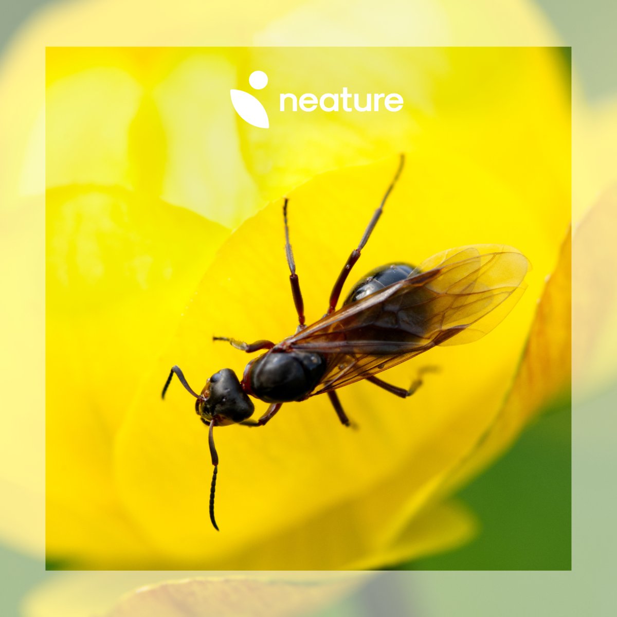 NeatureHQ's tweet photo. 🐜 Savez-vous d'où vient le phénomène des fourmis ailées ?

⛈️ Il suffit que la période soit orageuse pour pouvoir les observer. Ce sont les futures reines et les mâles reproducteurs qui quittent leur nid dans le but de se reproduire et de fonder une nouvelle colonie. https://t.co/INNnAR9N9X