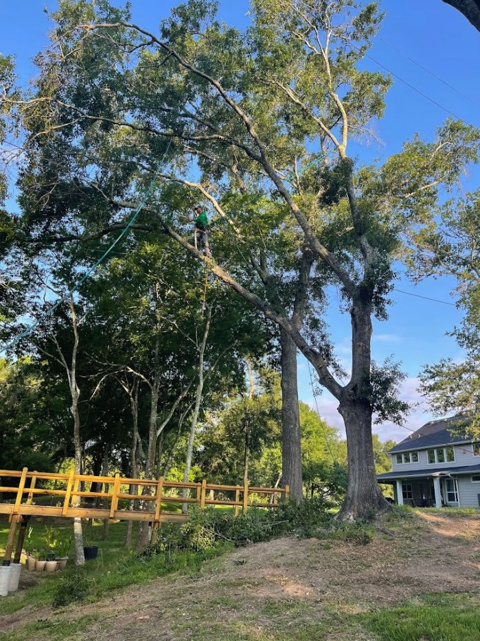 greenway_tree's tweet image. Have a little 😁🎉fun with us... see if you can give 3 reasons why tree pruning may be necessary? Not sure? Tag a friend! #TreePruning #TreeThinning #TreeTrimming GreenwayTreeService.com