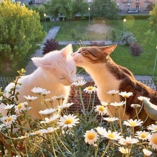 Why you should have a cat tweet media