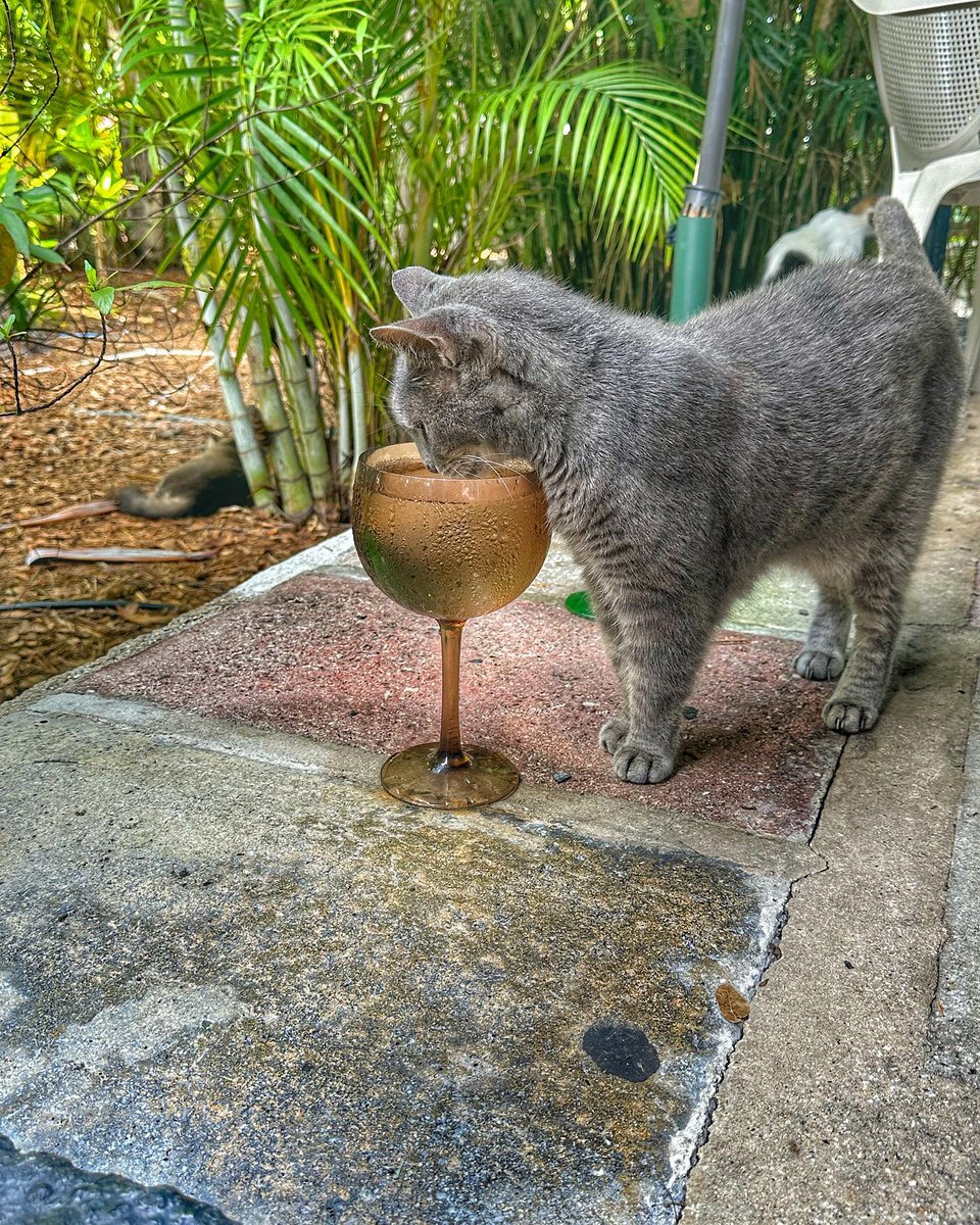 PartyInKeyWest's tweet photo. Oh to be a Hemingway cat sipping daintily from a golden goblet in the garden. #hemingwaycat #keywest #hemingwayhouse 📷 @michelle.lynn85

More: https://t.co/QtRb8xt0fD
Follow us: @PartyInKeyWest
Hashtag us: #PartyInKeyWest https://t.co/hYceKfgBaI