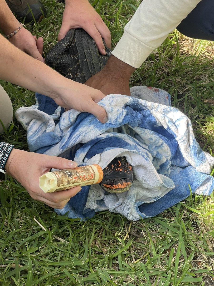 Marisa Tellez, PhD 🇧🇿🐊 tweet media