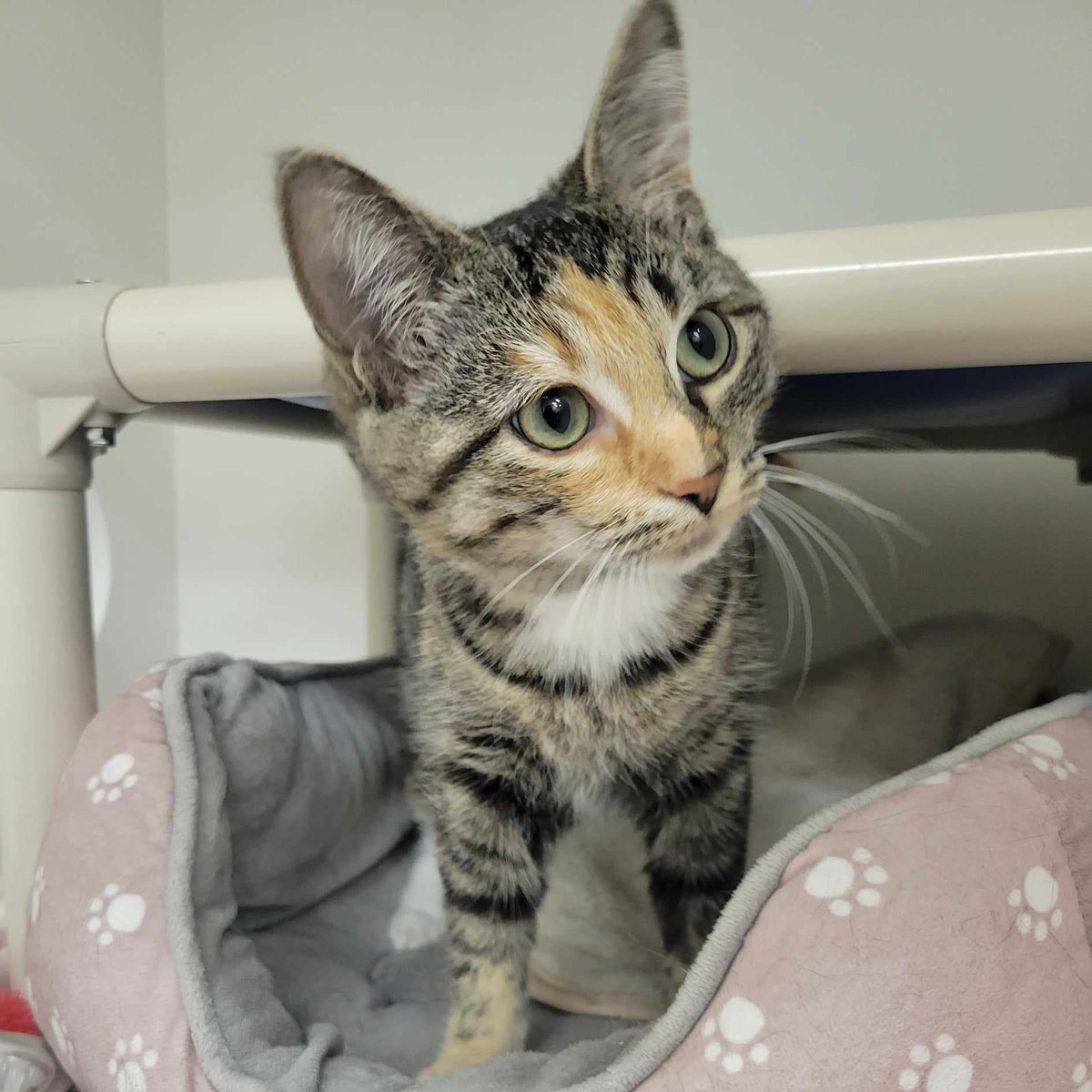 FMSPCA's tweet photo. Breed: DSH
Gender: Female
Age: 9 Months

Edith is on the hunt for her fur-ever home! She’s ready to take on the world with her favourite people. Could it be you? https://t.co/RZtLutZk6m