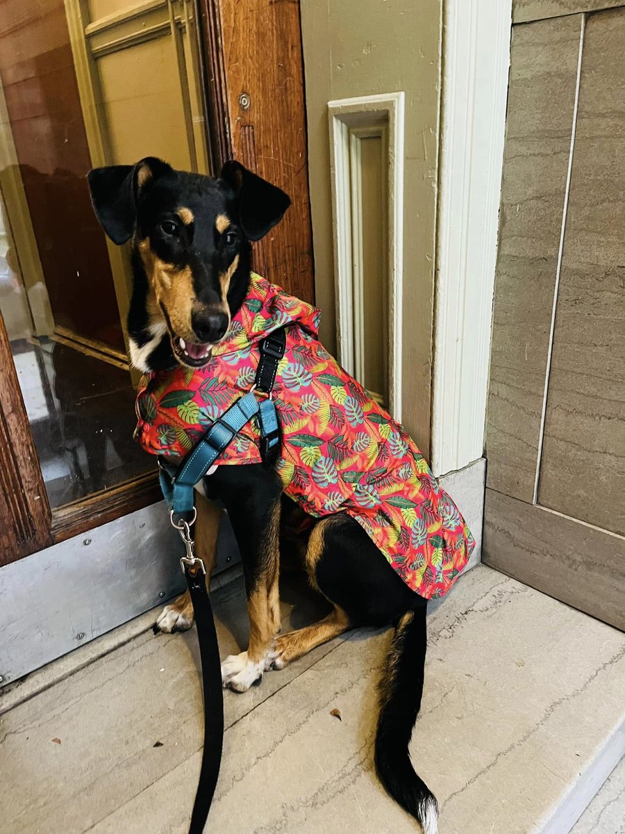 PSPCA's tweet photo. When we first posted Sookie 3 months ago, the internet rallied for her. So many people inquired about her adoption, but sadly, everything fell through.

And Sookie is STILL looking for an adoptive or new foster home before her current foster moves. https://t.co/GHzMsP2JWv