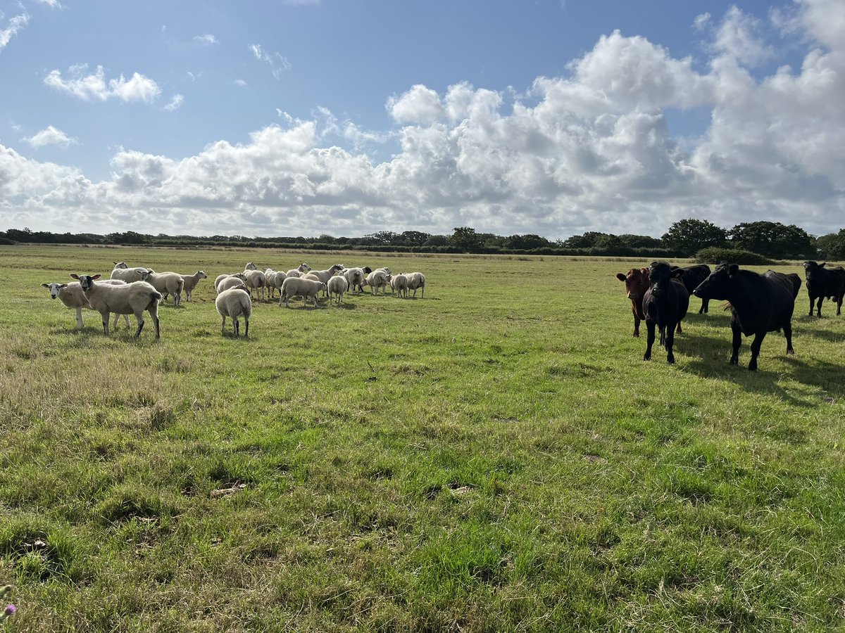 We are trialling cattle &amp; sheep grazing together in the short term (as the sheep won’t stay in their designated field!) #pedigreedexter #sheep365 #farm24 #conservationgrazing