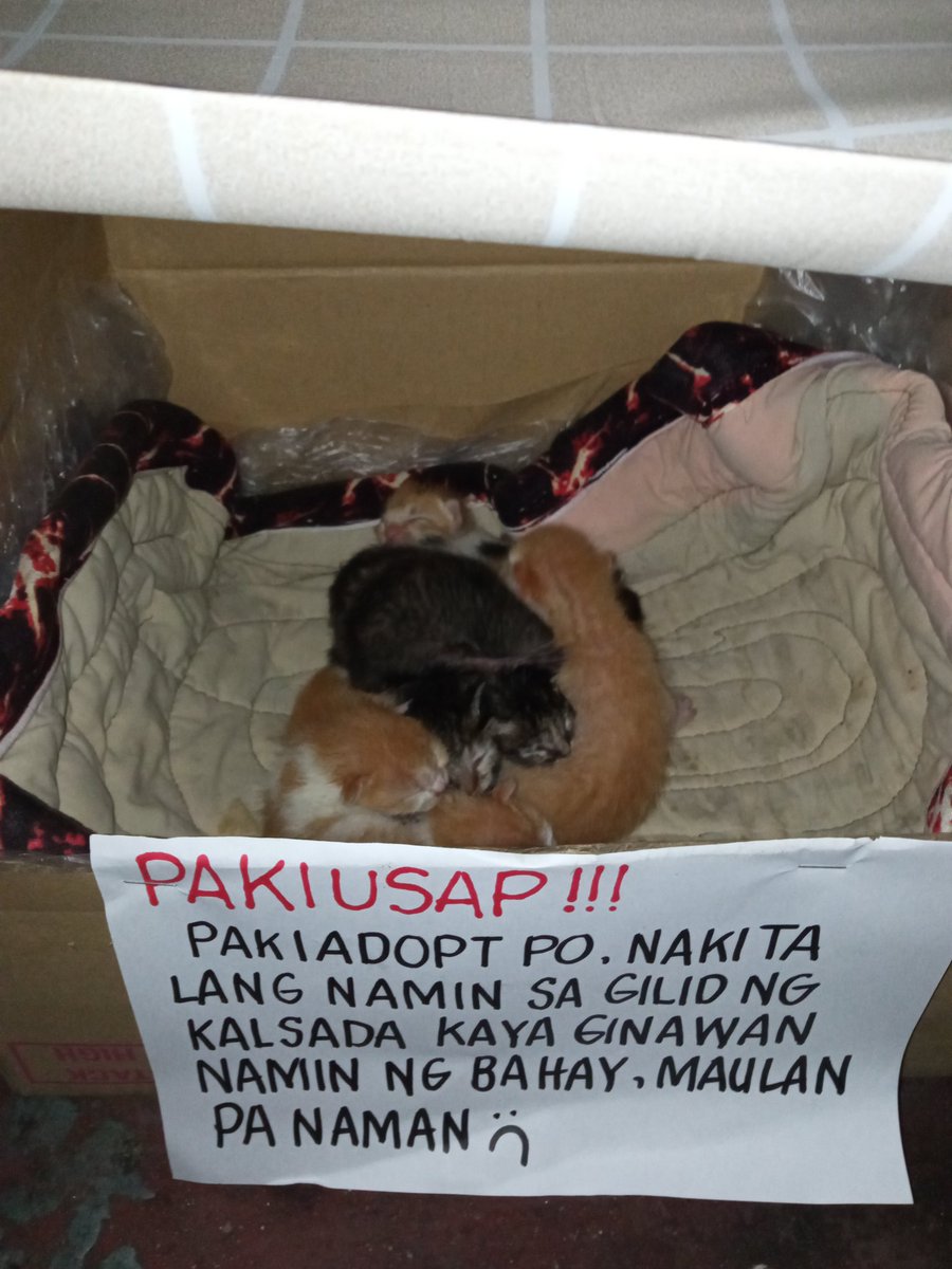 Fatimaa49998800's tweet photo. (not related to sb/19)

magandang gabi po! seen this baby kitties po na mukhang 2 days old palang and nilagay lang din ng mga nakapulot sa box, baka po may mama cats kayo that can breast feed them, sobrang liliit pa po nila and kailangan talaga nila ng warmth ng ina++ https://t.co/K8Su3pTu11